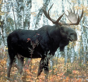 Mature Male Moose
