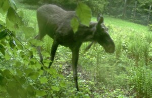 Moose caught posing in Bavarian National Forest (Photo Nationalparkverwaltung Bayerischer Wald) 
