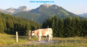 14 At the top of the Schwarzenberg Mountain the views are breathtaking - you are likely to encounter the local industrious cows with their typical bells
