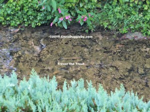 15 Trevor my pet Trout having fun in the stream while the TRANSFORMATES 變 practice in the studio next door