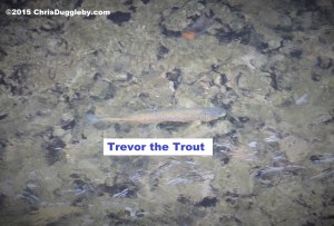 5 One fish that has protected status (from me) in Bavaria - my pet trout Trevor 