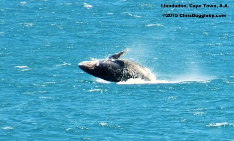 A whale splashing along to Chris Duggleby's Electro-baroque music at Sunset Rocks near Cape Town