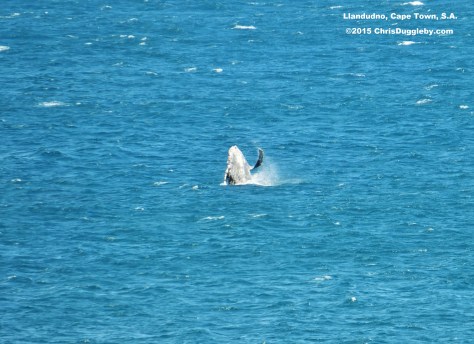 You will always find one whale who, once the classical music starts, thinks he's the conductor with his baton!