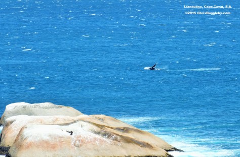 A second whale races to join his friend as they splash along to Chris Duggleby's music