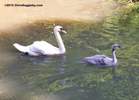 Birdlife 2 along the Basingstoke canal