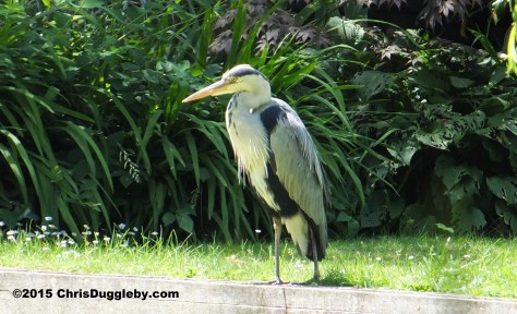 Birdlife 4 along the Basingstoke canal