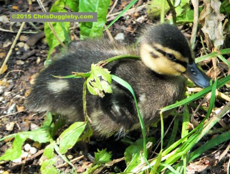 Gorgeous chick nibbles musician's ankles
