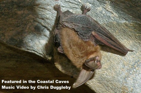 Townsends Bat in Californian Cave (photo D. Bunnell)