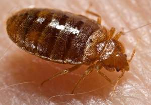 Bed bug Cimex lectularius 