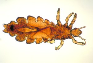 Female Head Louse Pediculus humanus var capitis