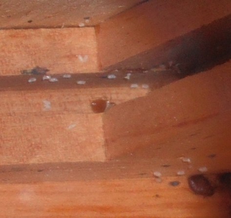 Two bed bugs with eggs living in the dresser 