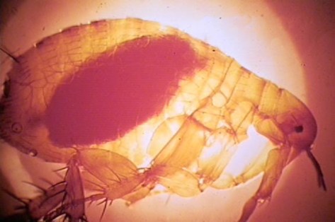 Xenopsylla chepsis oriental rat flea