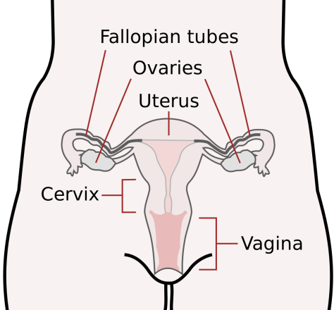 External clues of internal sexual processes are key to evolutionary success 