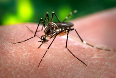 Zika Transmitting Mosquito Aedes aegypti
