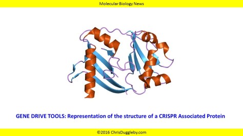 CRISPR Associated Protein see Sex Gene Drives in Mosquitoes by Chris Duggleby