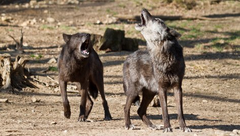 Dogs Reacting To The Smell Of Urine on My Legs - Clearly The New Technology Is Having The Desired Effect -