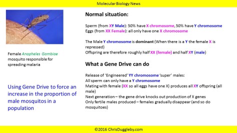 How a Male Sex Gene Drive Works Copyright 2016 Chris Duggleby