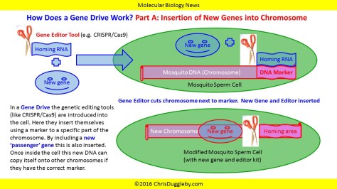 How does a Gene Drive Work A see Sex Gene Drives in Mosquitoes by Chris Duggleby