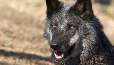 I Just Want To Be Your 'Chewy' Friend And Have A Good Scratch