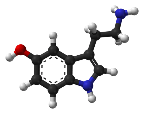 The Happiness Molecule Serotonin