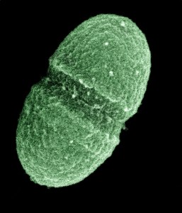 Streptococcus (now called Enterococcus) faecalis