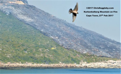 The local wildlife tries to join in with the airborne excitement