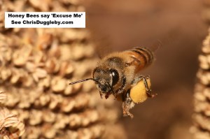 p3-honey-bees-say-excuse-me-see-17-feb-2017-blog-at-chrisdugglebydotcom