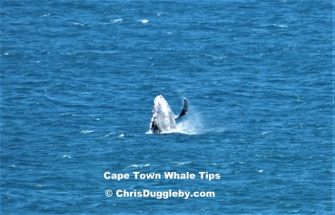2012 pic of Wilf showing the chaps on Sandy Bay rocks what his left flipper is for