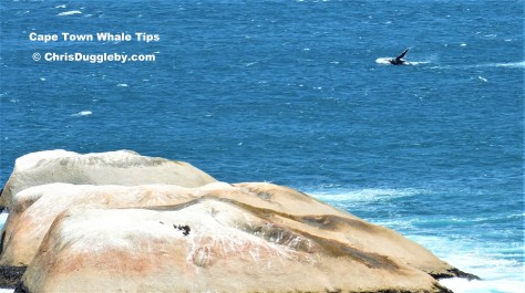 2012 Pic of Wilf - one last wave before he heads off in the direction of Sandy Bay