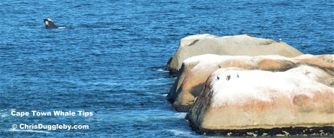 Feb 28th 2015 Whale Pic 1