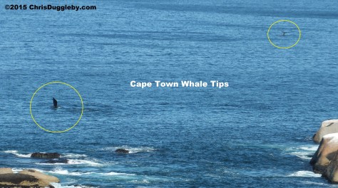 Feb 28th 2015 Whale Pic 2