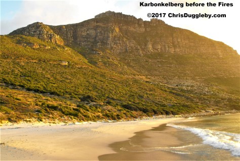 18 Green Karbunkelberg Before Massive Fire See Photo Blog Article Sensational Images of Blazing Cape Town Mountain at ChrisDugglebydotcom DSCF0013 (2)