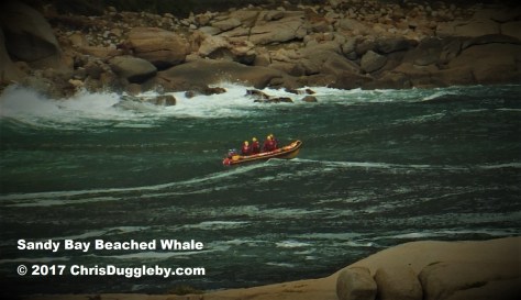 4-see-blog-about-5th-march-2017-stranded-whale-on-sandy-bay-beach-at-chrisdugglebydotcom-dscf3495-3