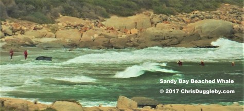5-see-blog-about-5th-march-2017-stranded-whale-on-sandy-bay-beach-at-chrisdugglebydotcom-dscf3500-3