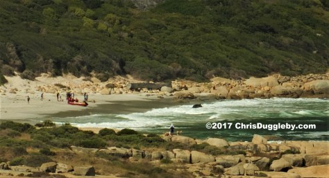 2017 5th March 0820 Cape Town time Whale stranded on Sandy Bay beach 