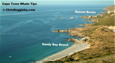 Avoid Built up areas and provide the whales with entertainment like the Sandy Bay gay nudist beach